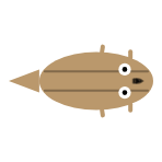 Front Leg Length: Short